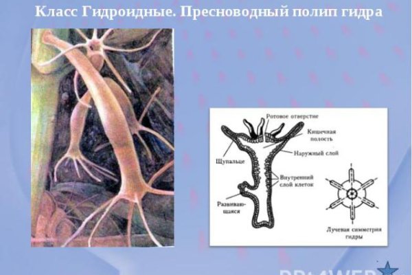 Сайт кракен зеркало рабочее