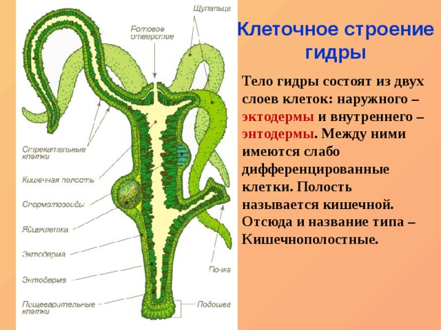 Фраза