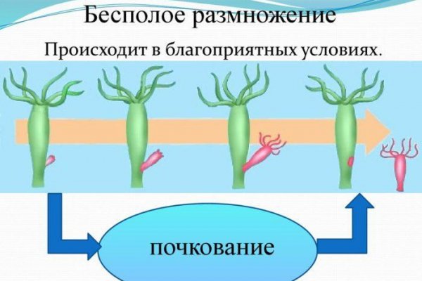 Гашиш цена